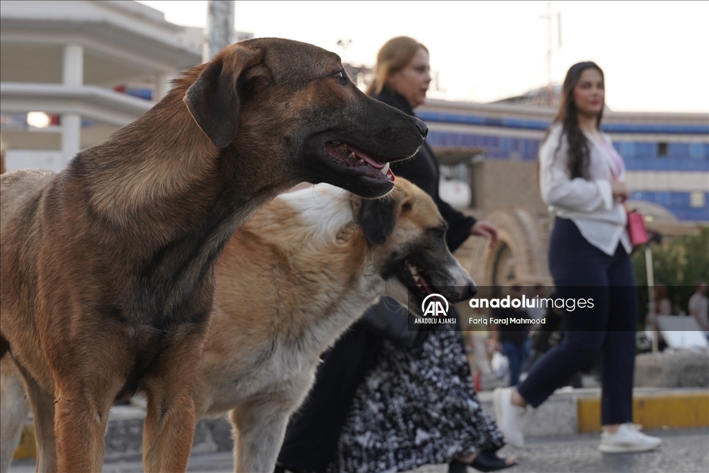 Irak'ın Süleymaniye kentinde sahipsiz köpeklerin halk için tehlike oluşturduğu belirtiliyor