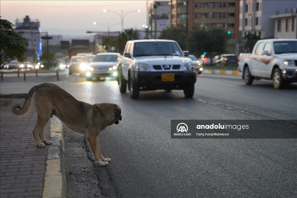Irak'ın Süleymaniye kentinde sahipsiz köpeklerin halk için tehlike oluşturduğu belirtiliyor
