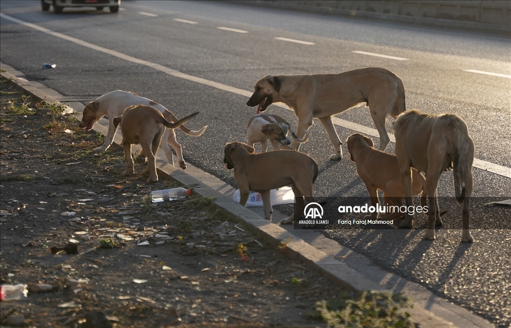 Irak'ın Süleymaniye kentinde sahipsiz köpeklerin halk için tehlike oluşturduğu belirtiliyor