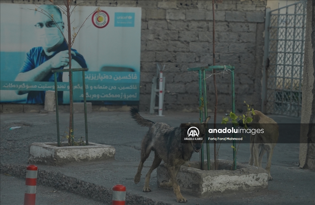 Irak'ın Süleymaniye kentinde sahipsiz köpeklerin halk için tehlike oluşturduğu belirtiliyor