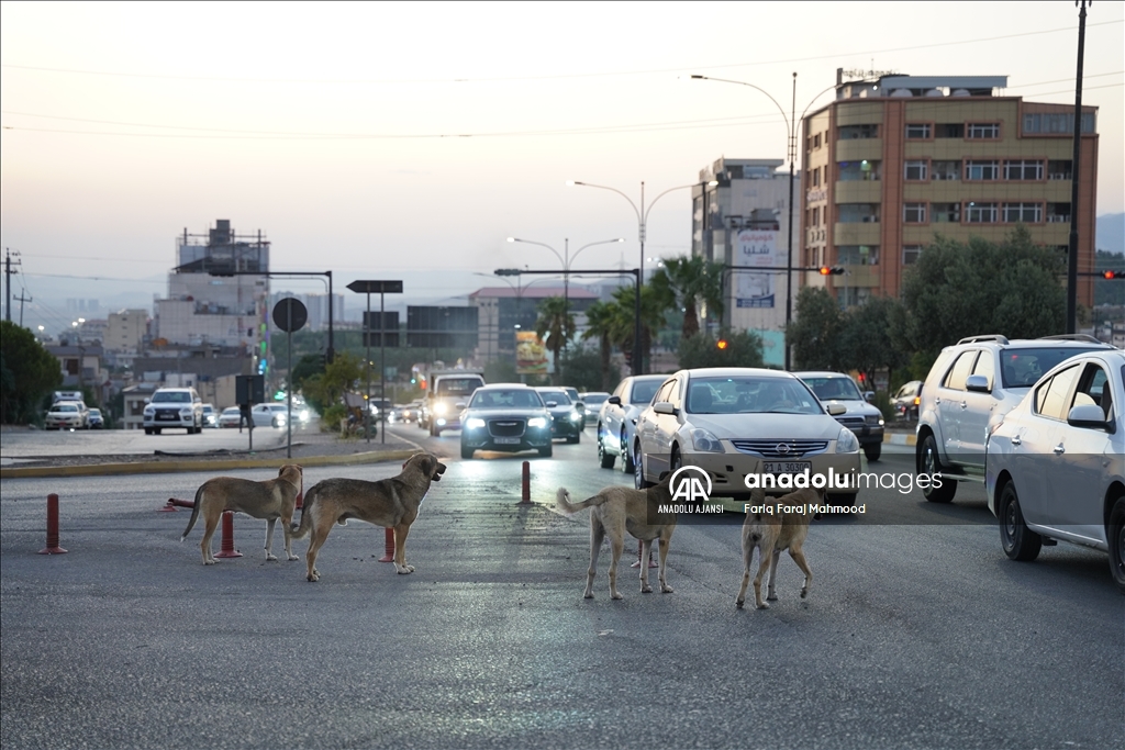 Irak'ın Süleymaniye kentinde sahipsiz köpeklerin halk için tehlike oluşturduğu belirtiliyor