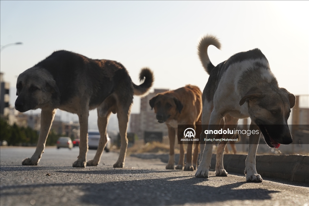 Irak'ın Süleymaniye kentinde sahipsiz köpeklerin halk için tehlike oluşturduğu belirtiliyor