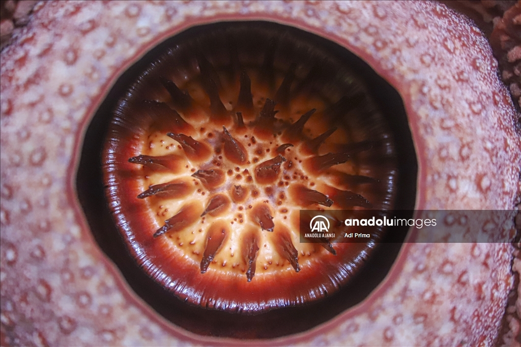 Batı Sumatra’daki nadir Rafflesia Arnoldii Çiçeği