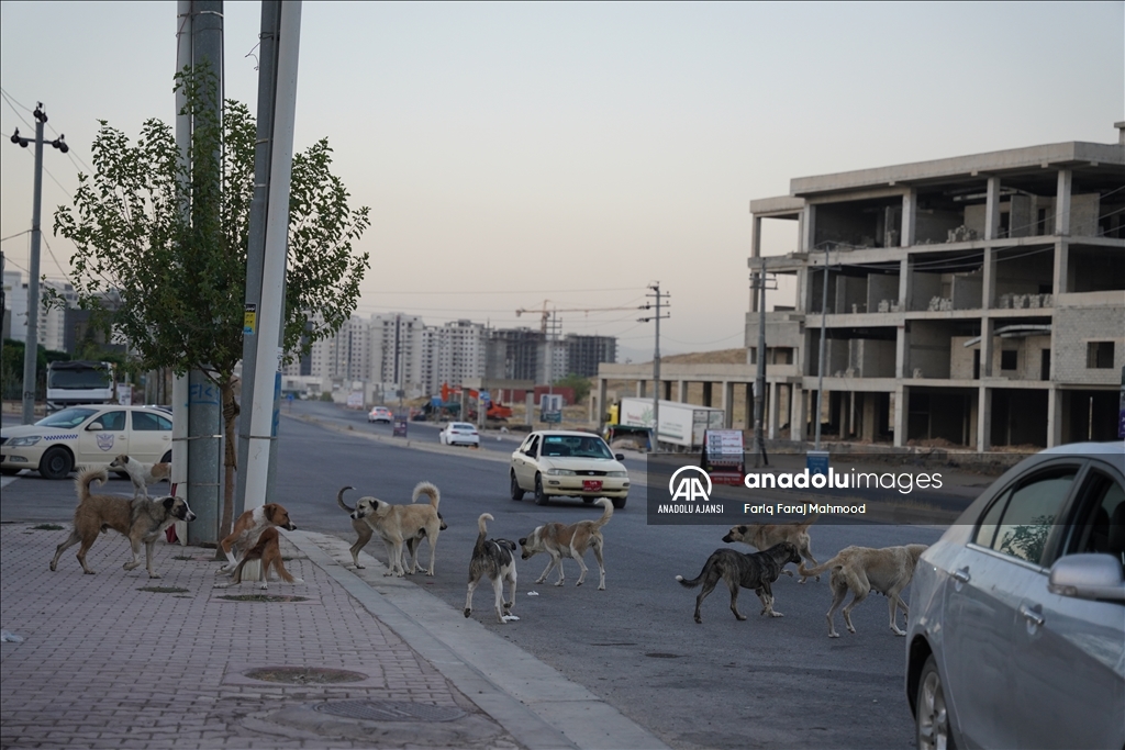 Irak'ın Süleymaniye kentinde sahipsiz köpeklerin halk için tehlike oluşturduğu belirtiliyor