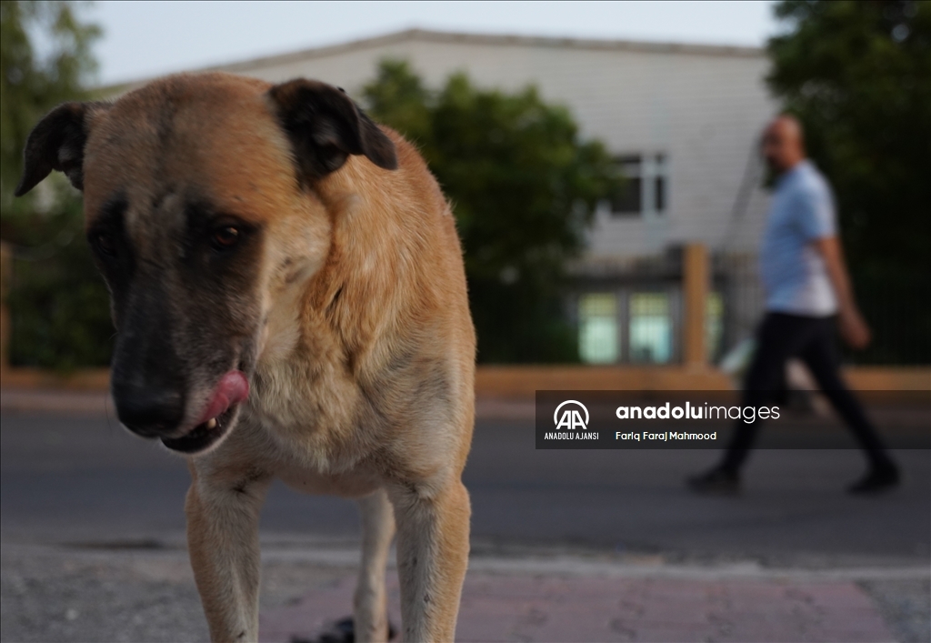 Irak'ın Süleymaniye kentinde sahipsiz köpeklerin halk için tehlike oluşturduğu belirtiliyor