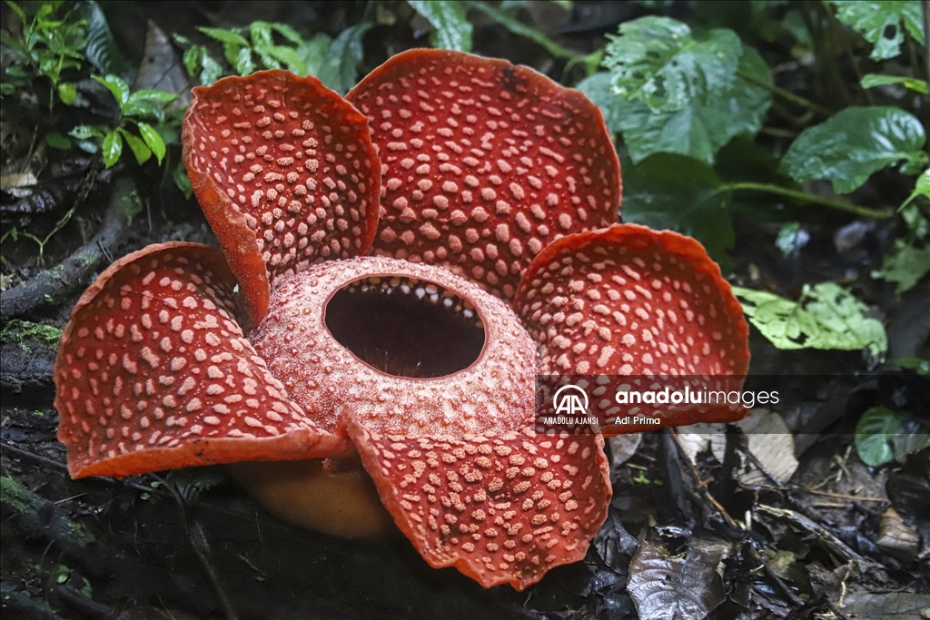 Batı Sumatra’daki nadir Rafflesia Arnoldii Çiçeği
