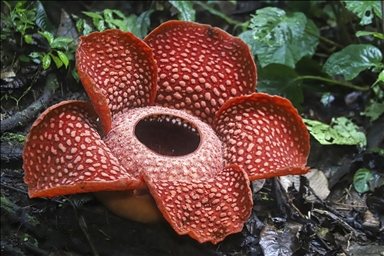 The world's largest flower blooms In Indonesia