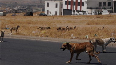 Irak'ın Süleymaniye kentinde sahipsiz köpeklerin halk için tehlike oluşturduğu belirtiliyor