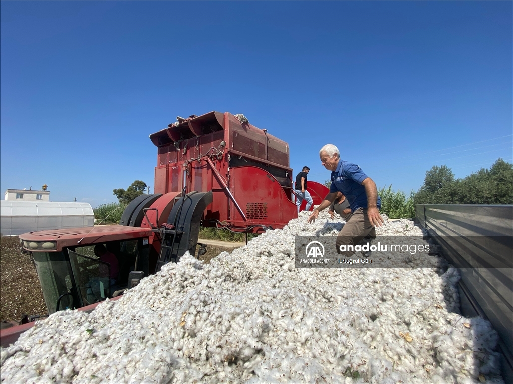 В турецкой Анталье начался сбор хлопка