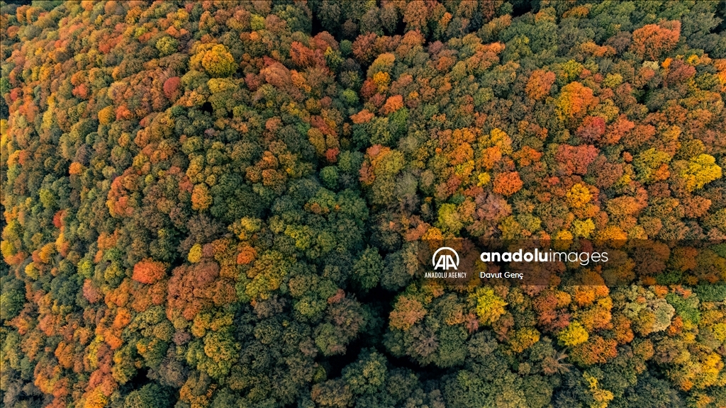 Гора Чам: золотая осень на северо-западе Турции завораживает гармонией красок