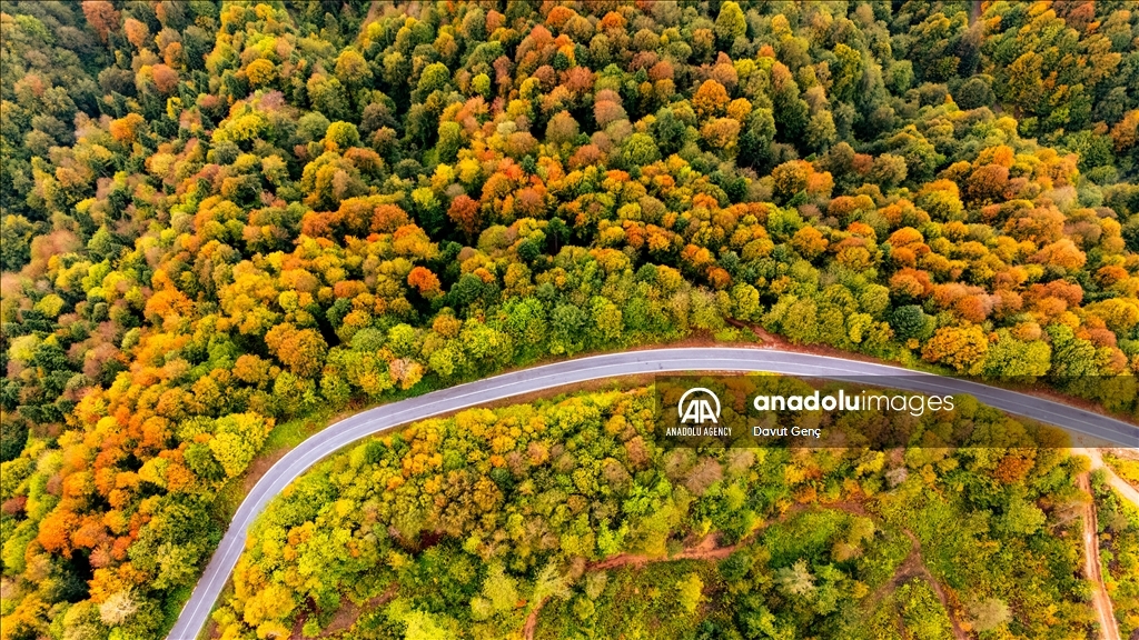 Гора Чам: золотая осень на северо-западе Турции завораживает гармонией красок