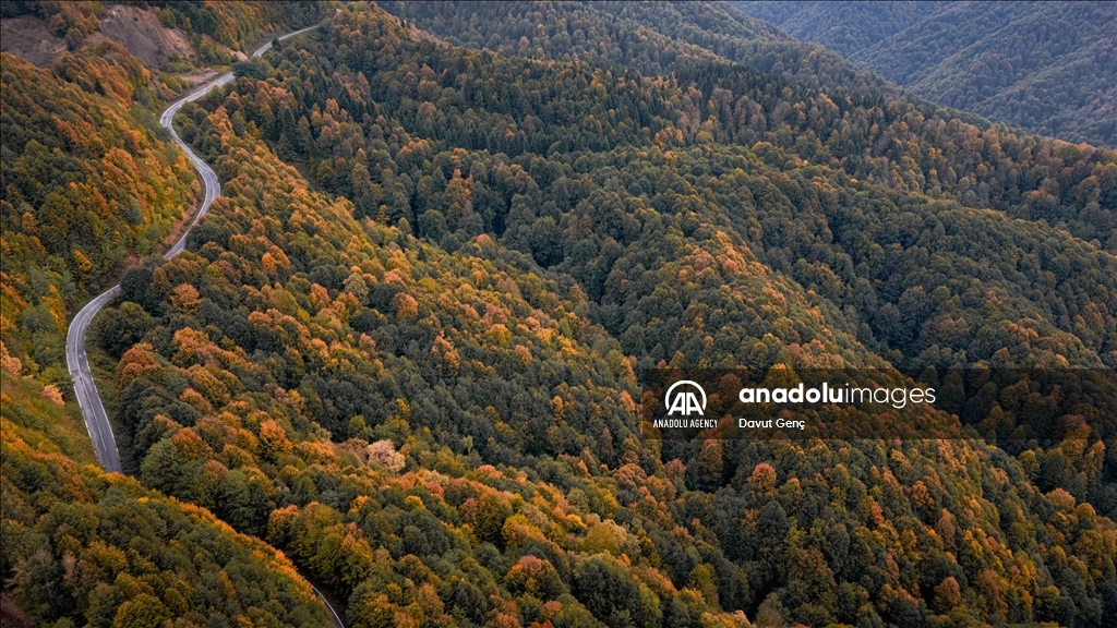 Гора Чам: золотая осень на северо-западе Турции завораживает гармонией красок