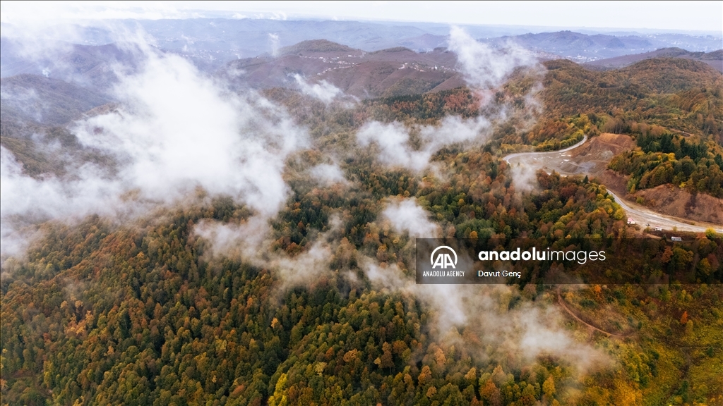 Гора Чам: золотая осень на северо-западе Турции завораживает гармонией красок
