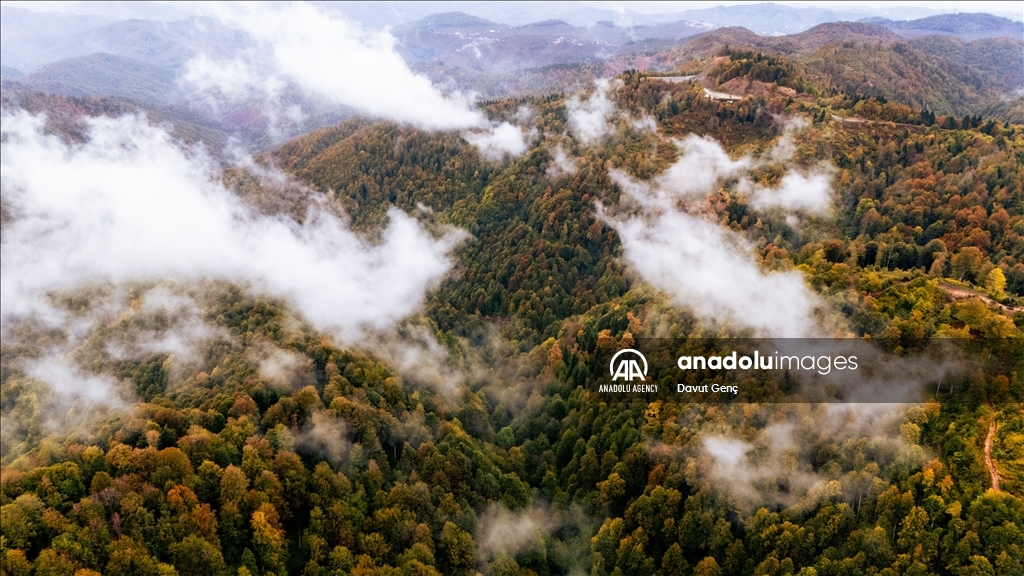 Гора Чам: золотая осень на северо-западе Турции завораживает гармонией красок