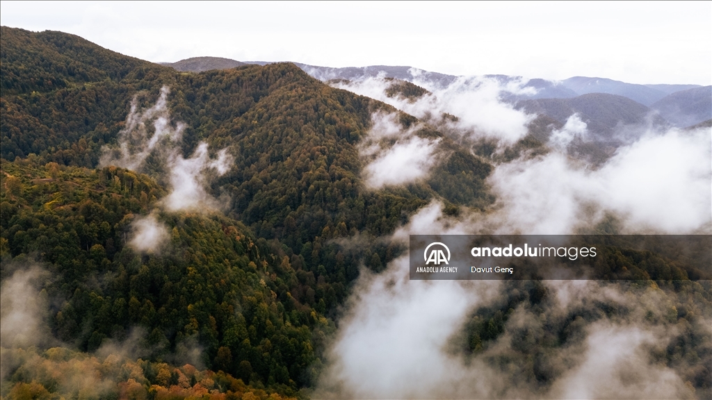 Гора Чам: золотая осень на северо-западе Турции завораживает гармонией красок