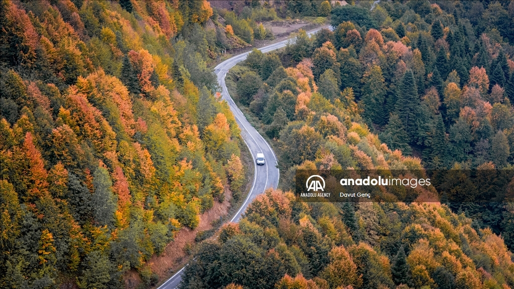 Гора Чам: золотая осень на северо-западе Турции завораживает гармонией красок