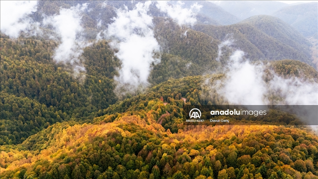 Гора Чам: золотая осень на северо-западе Турции завораживает гармонией красок
