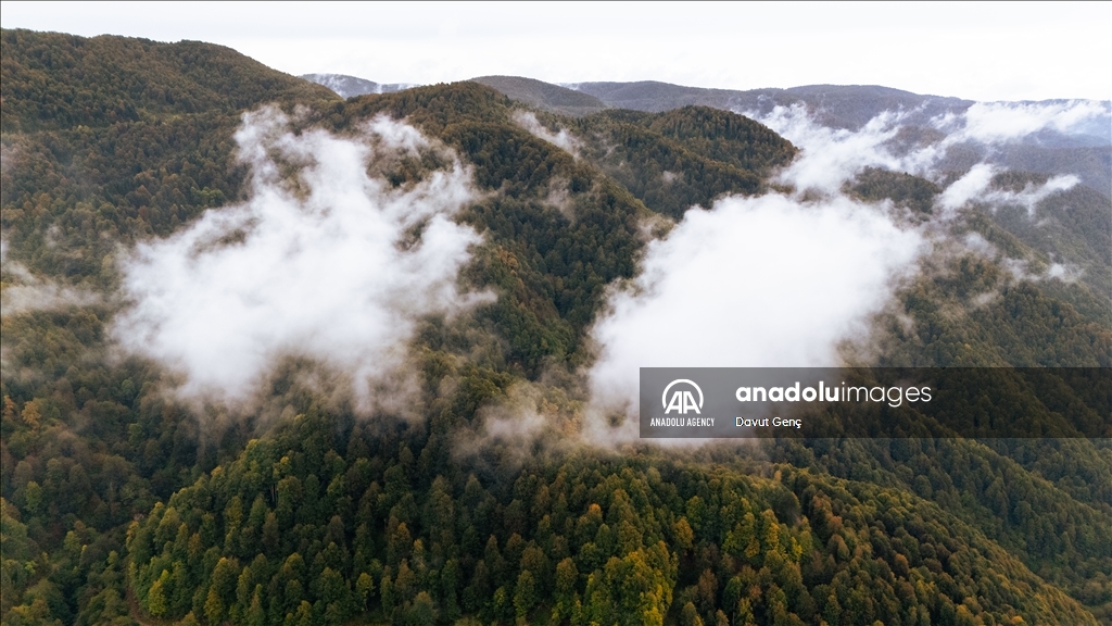 Гора Чам: золотая осень на северо-западе Турции завораживает гармонией красок