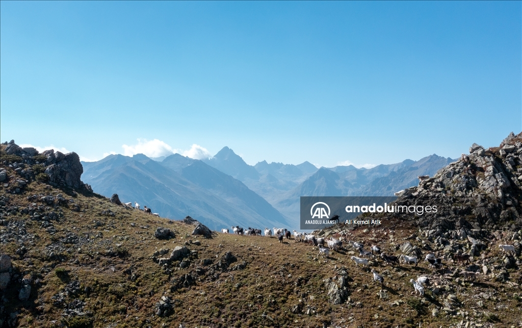 Karadeniz'in bulutların üzerindeki yerleşim yeri: Tahpur Yaylası
