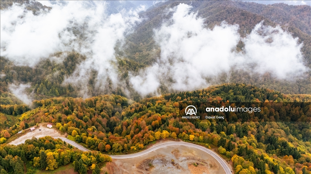 Гора Чам: золотая осень на северо-западе Турции завораживает гармонией красок