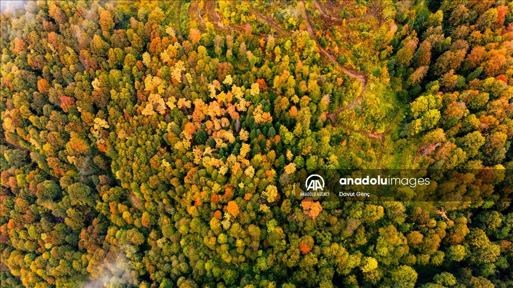 Гора Чам: золотая осень на северо-западе Турции завораживает гармонией красок