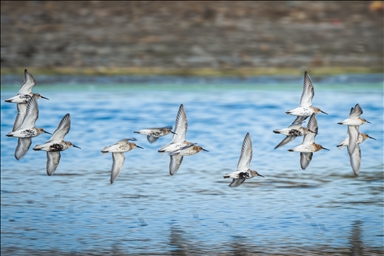 Началась активная миграция перелетных птиц в теплые края
