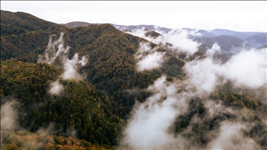 Гора Чам: золотая осень на северо-западе Турции завораживает гармонией красок