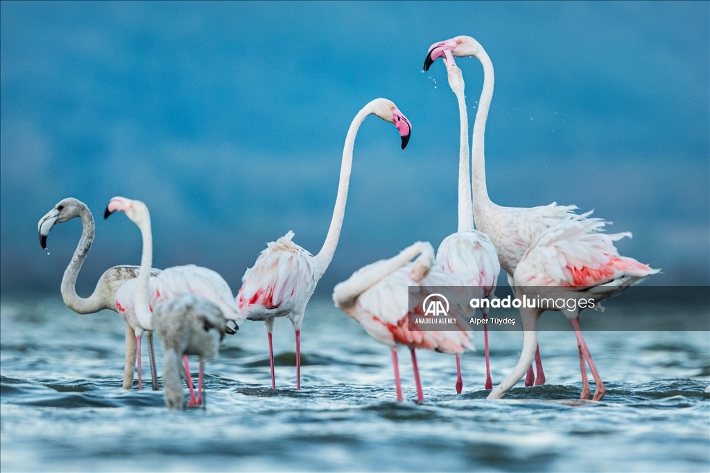 Фламинго на маршруте Венеция-Бурса 