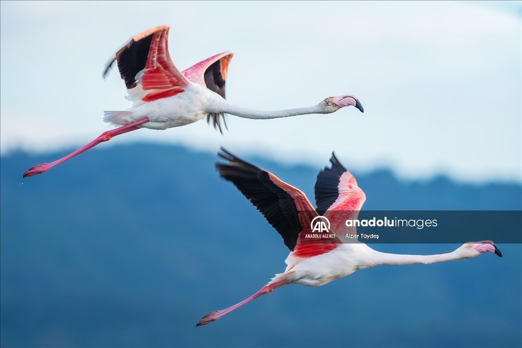 Фламинго на маршруте Венеция-Бурса 