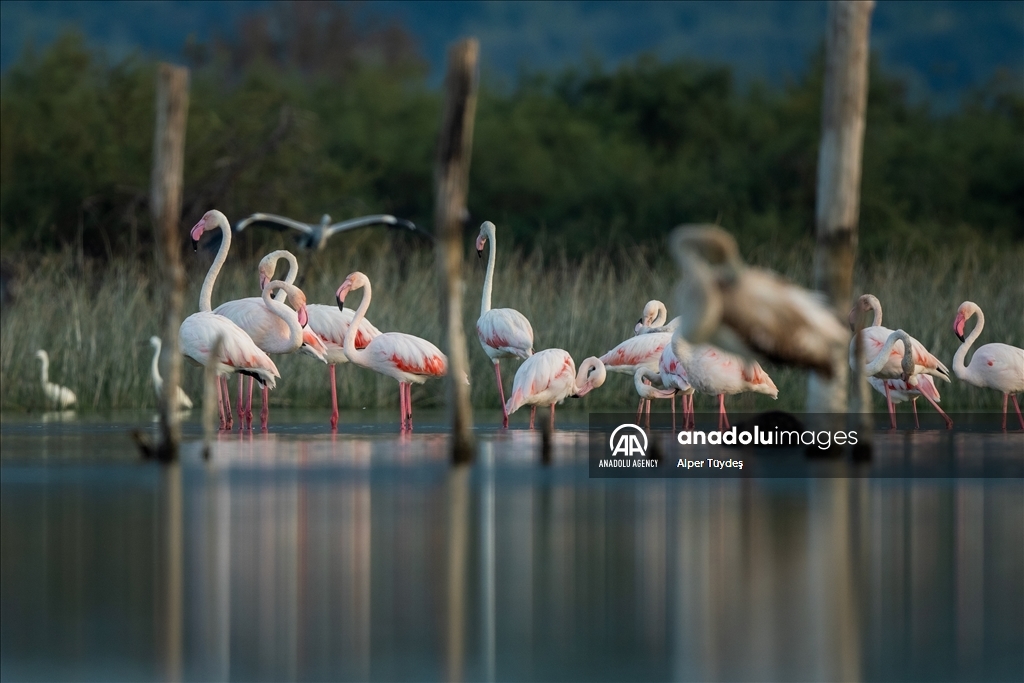 Фламинго на маршруте Венеция-Бурса 