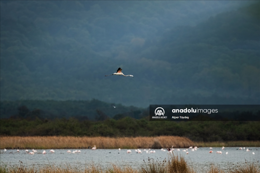 Фламинго на маршруте Венеция-Бурса 