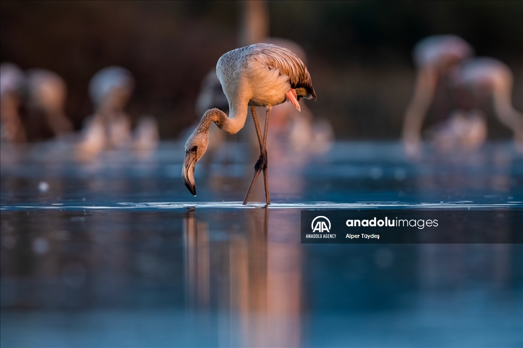Фламинго на маршруте Венеция-Бурса 
