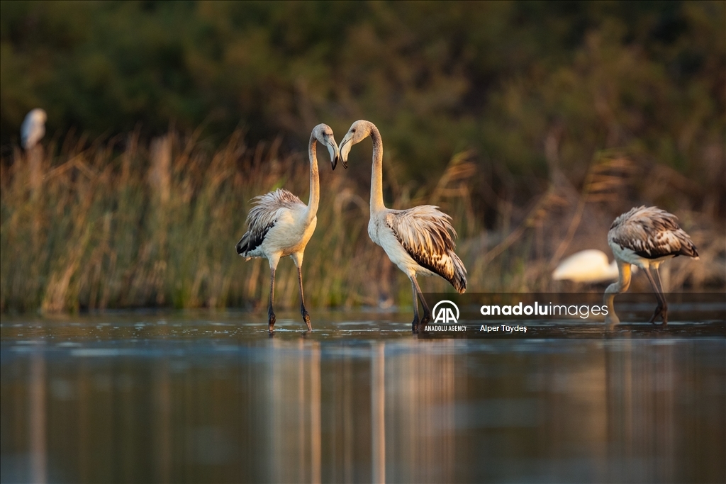Фламинго на маршруте Венеция-Бурса 