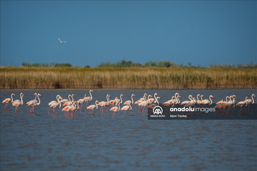 Фламинго на маршруте Венеция-Бурса 