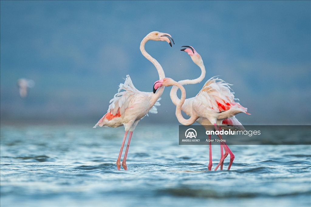 Фламинго на маршруте Венеция-Бурса 