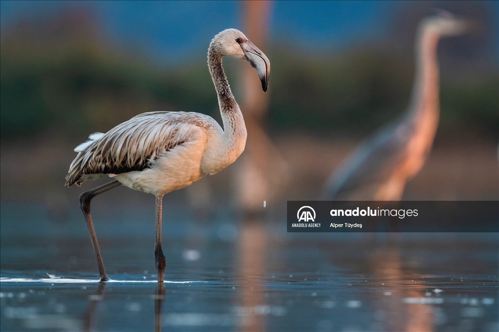 Фламинго на маршруте Венеция-Бурса 