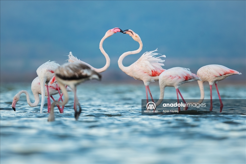 Фламинго на маршруте Венеция-Бурса 