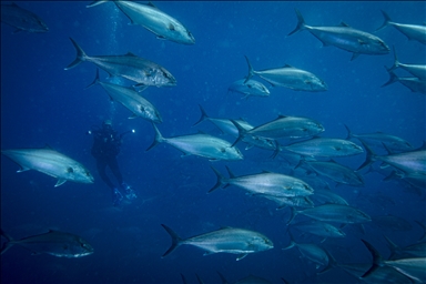 Divers encounter flock of Leerfish in Karaburun of Turkiye's Izmir