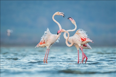 Flamingos return to the Kocacay Delta in Turkiye's Bursa after spending the summer season in Venice