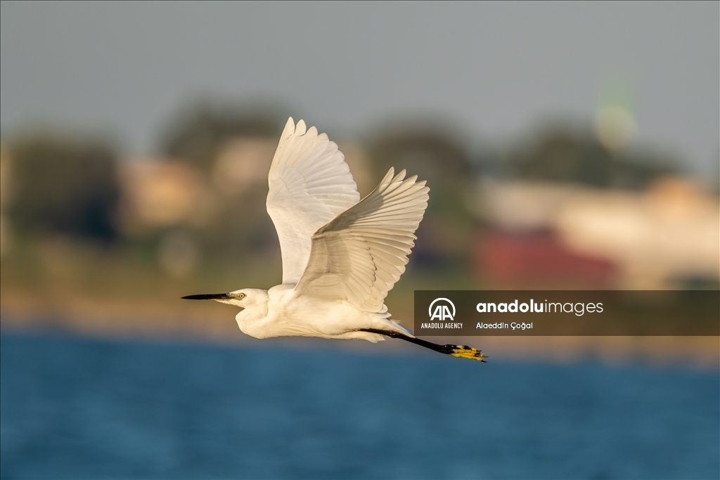 Tuzla Lagoon: A vital stopover for migrating birds in Turkiye's Cukurova Delta