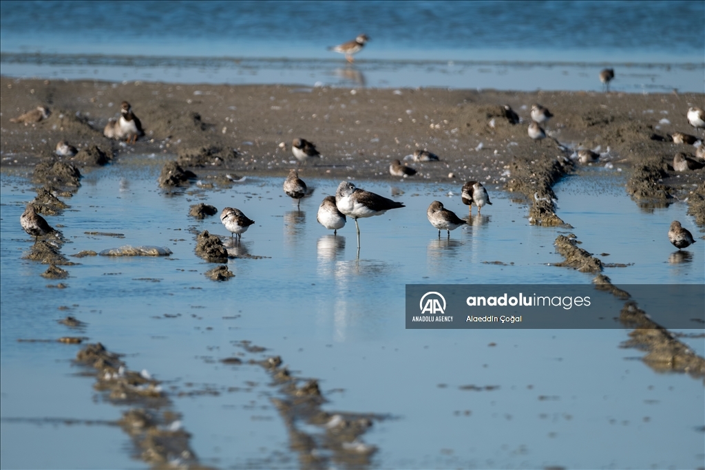 Tuzla Lagoon: A vital stopover for migrating birds in Turkiye's Cukurova Delta