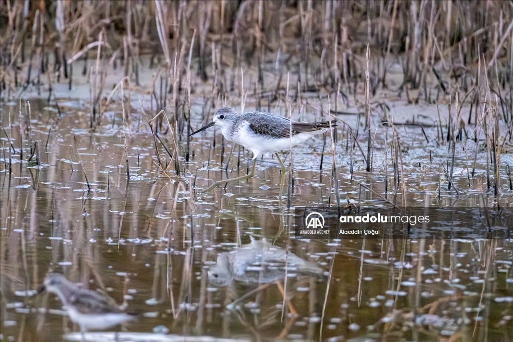 Tuzla Lagoon: A vital stopover for migrating birds in Turkiye's Cukurova Delta
