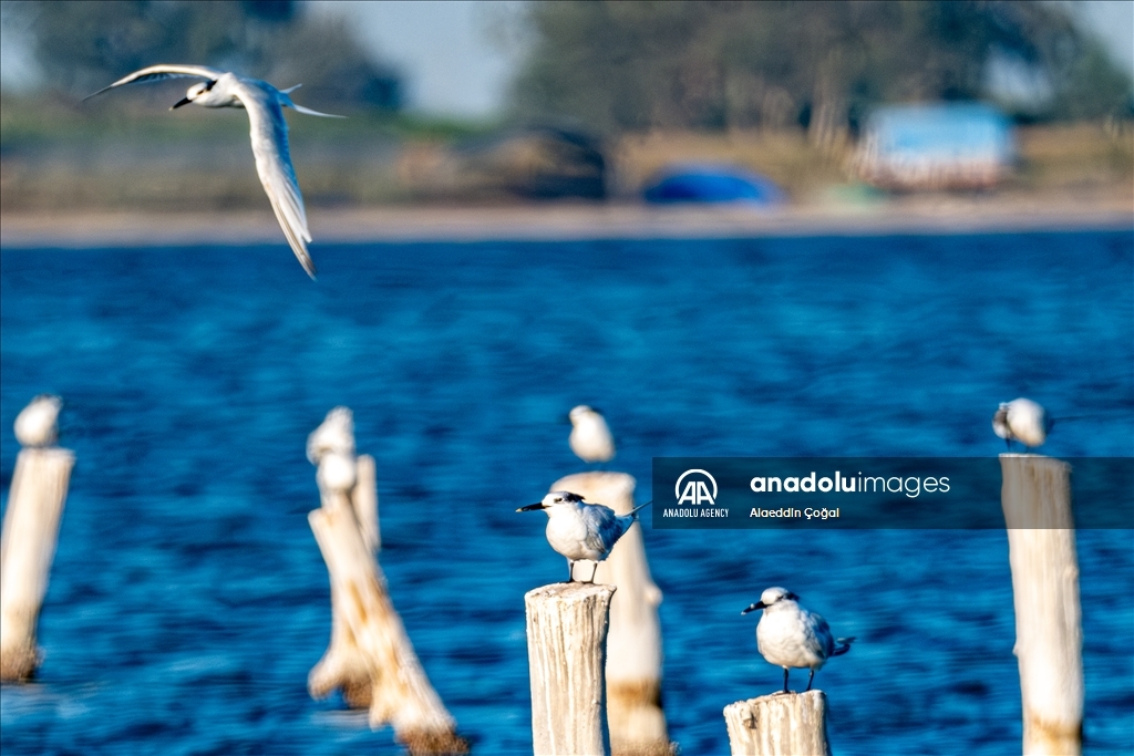 Tuzla Lagoon: A vital stopover for migrating birds in Turkiye's Cukurova Delta