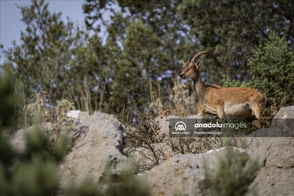 Koruma altındaki yaban keçileri Toros dağlarında görüntülendi