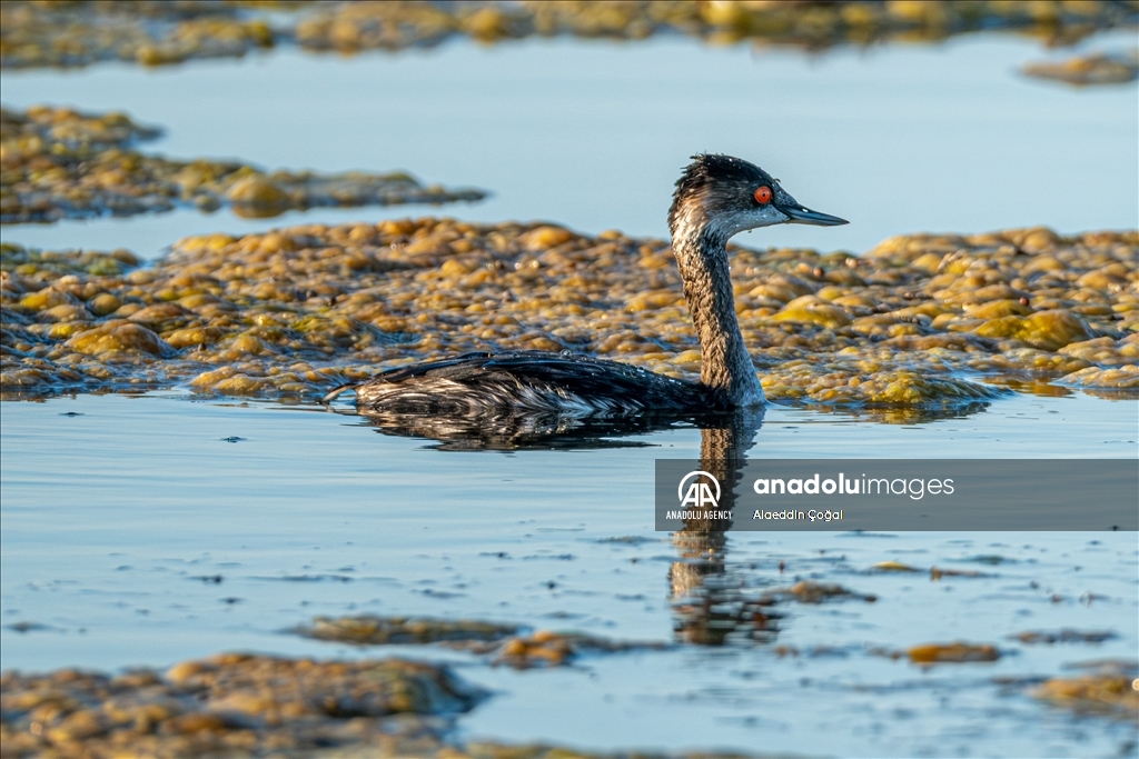 Tuzla Lagoon: A vital stopover for migrating birds in Turkiye's Cukurova Delta