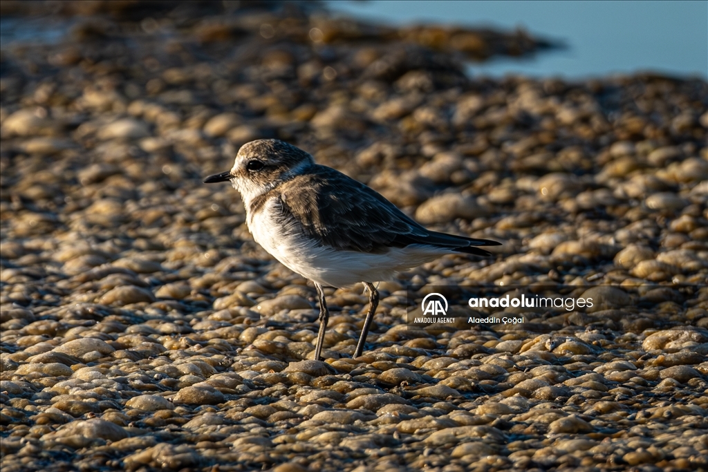 Tuzla Lagoon: A vital stopover for migrating birds in Turkiye's Cukurova Delta