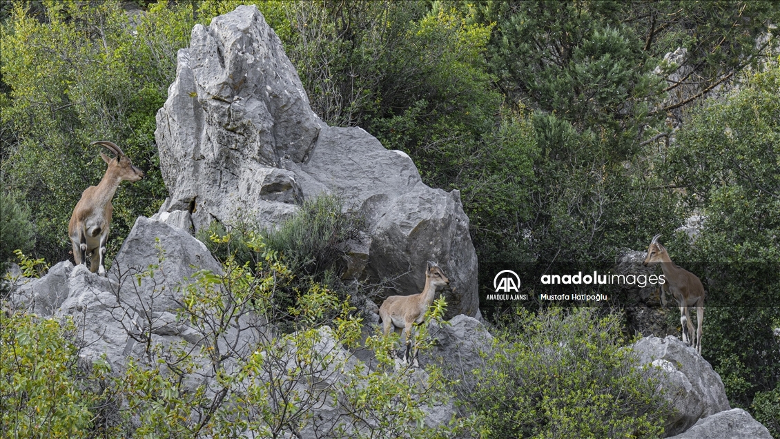 Koruma altındaki yaban keçileri Toros dağlarında görüntülendi