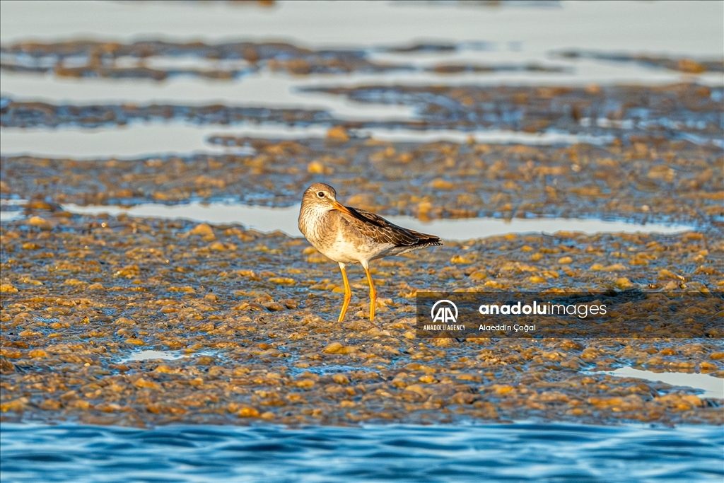 Tuzla Lagoon: A vital stopover for migrating birds in Turkiye's Cukurova Delta