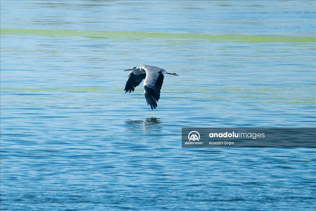 Tuzla Lagoon: A vital stopover for migrating birds in Turkiye's Cukurova Delta