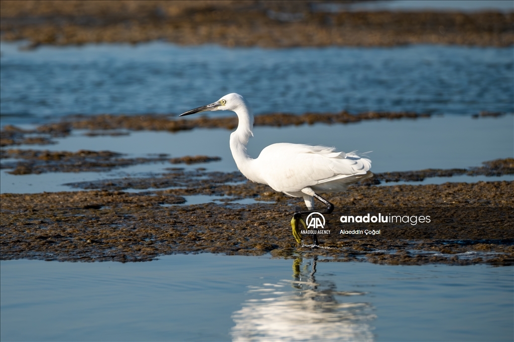 Tuzla Lagoon: A vital stopover for migrating birds in Turkiye's Cukurova Delta